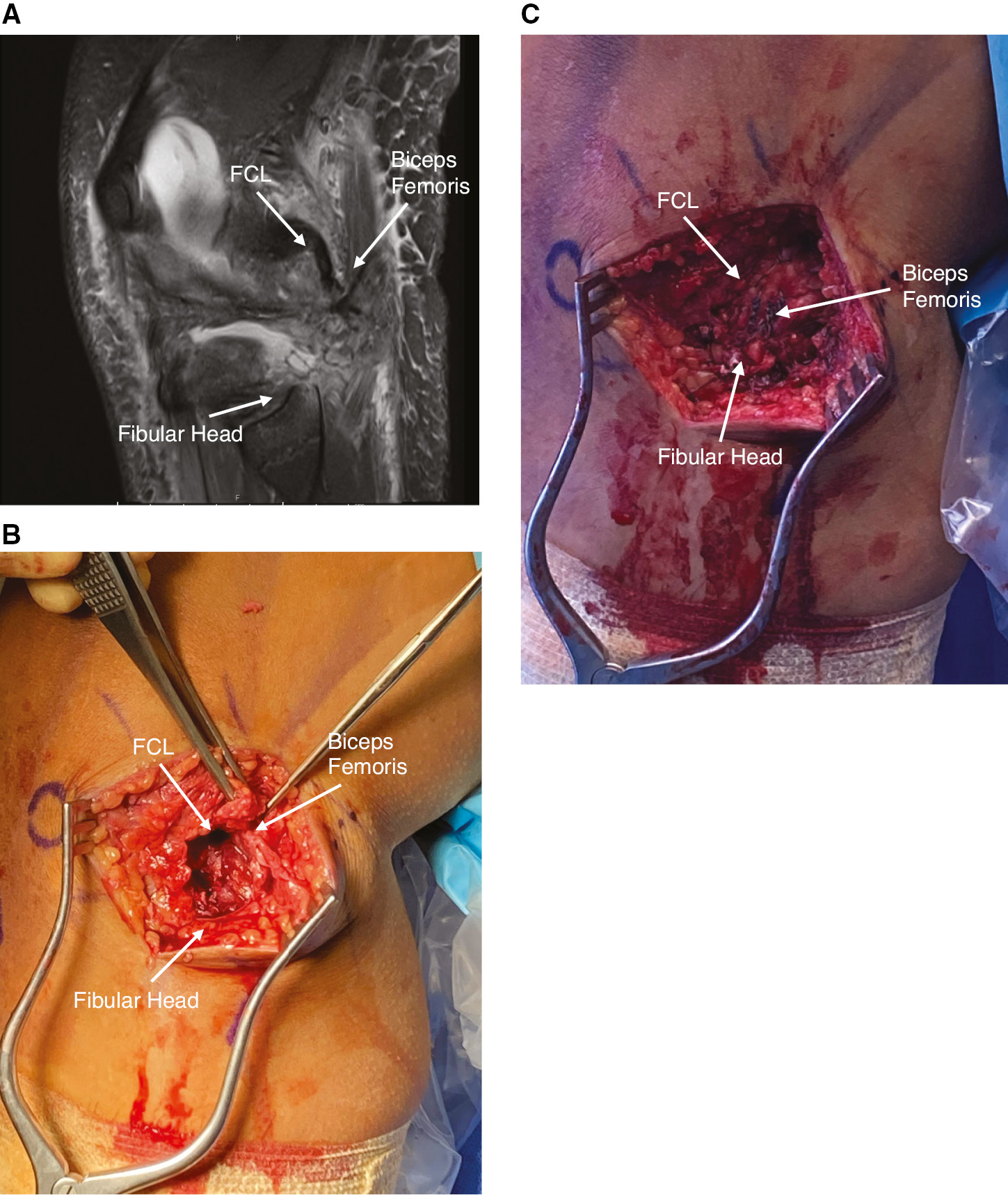 jposna20220088_fig5.jpg