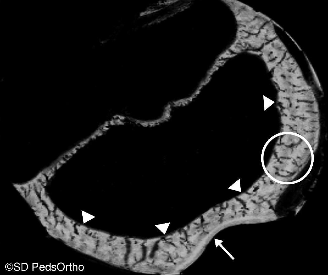 jposna2023677_fig1.jpg